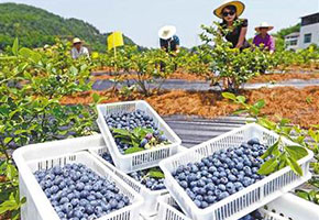 恭祝星空电子设计公司与古茂蓝达成品牌包装设计合