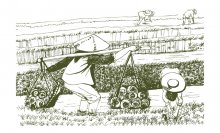 衡星坊生态大米品牌视觉设计